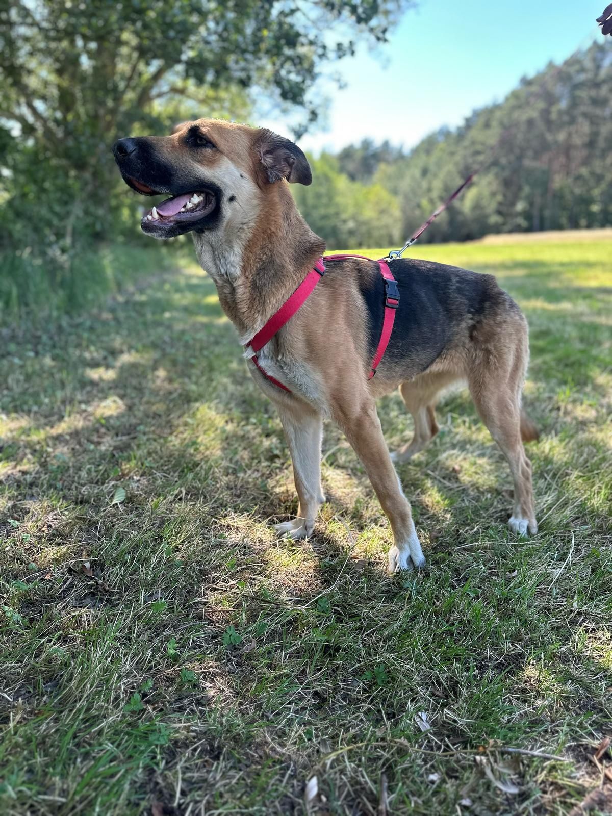 Prada - młoda suczka gotowa do adopcji