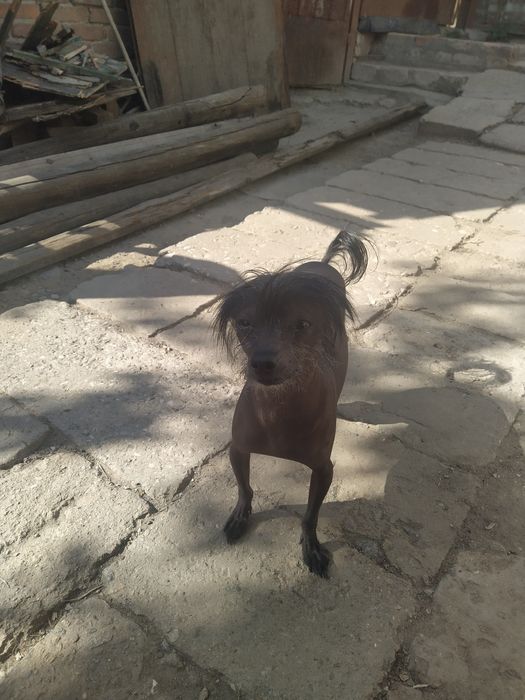 Домашняя передержка собак