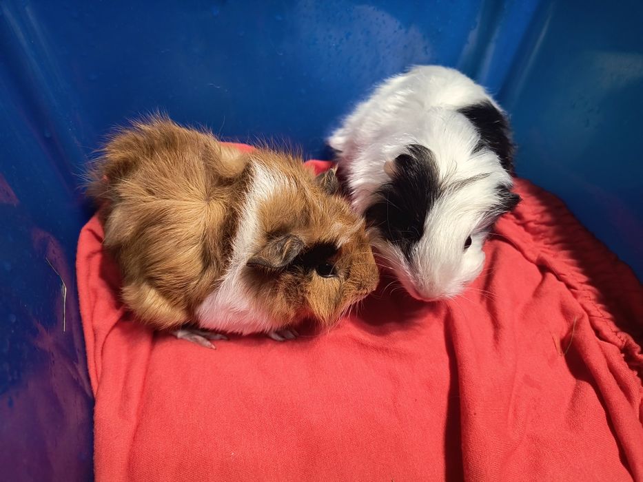 Świnki morskie 5 tygodni