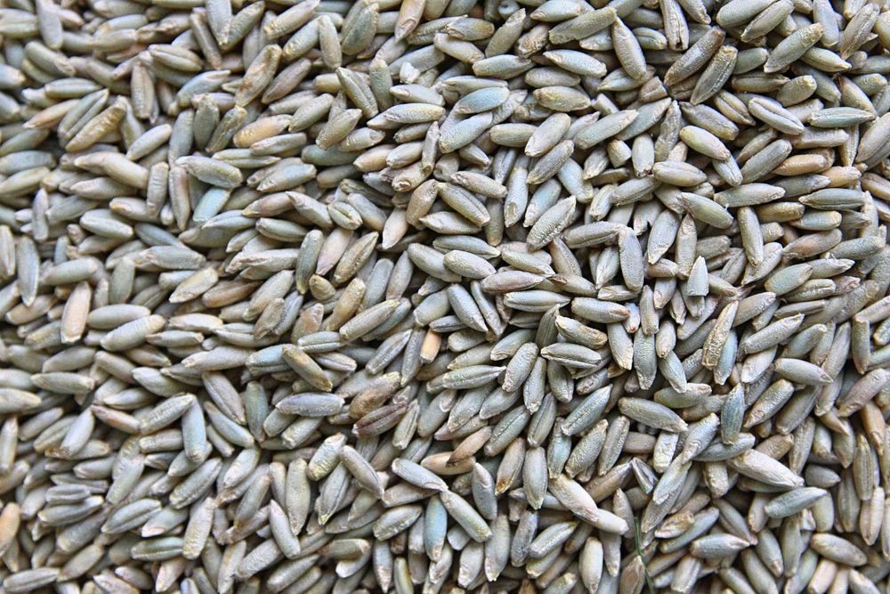 Sprzedam żyto tegoroczne