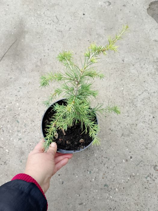 кедр Атласький 20см (останній)