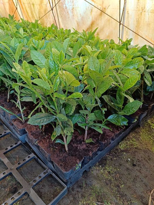 Laurowiśnia Novita 30-50 cm w doniczce p9 możliwość wysyłki