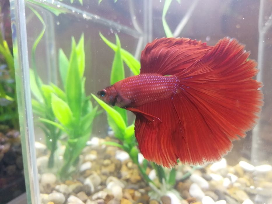 Червона Рибка Півник Betta Halfmoon red. Халф мун. Напівмісяць