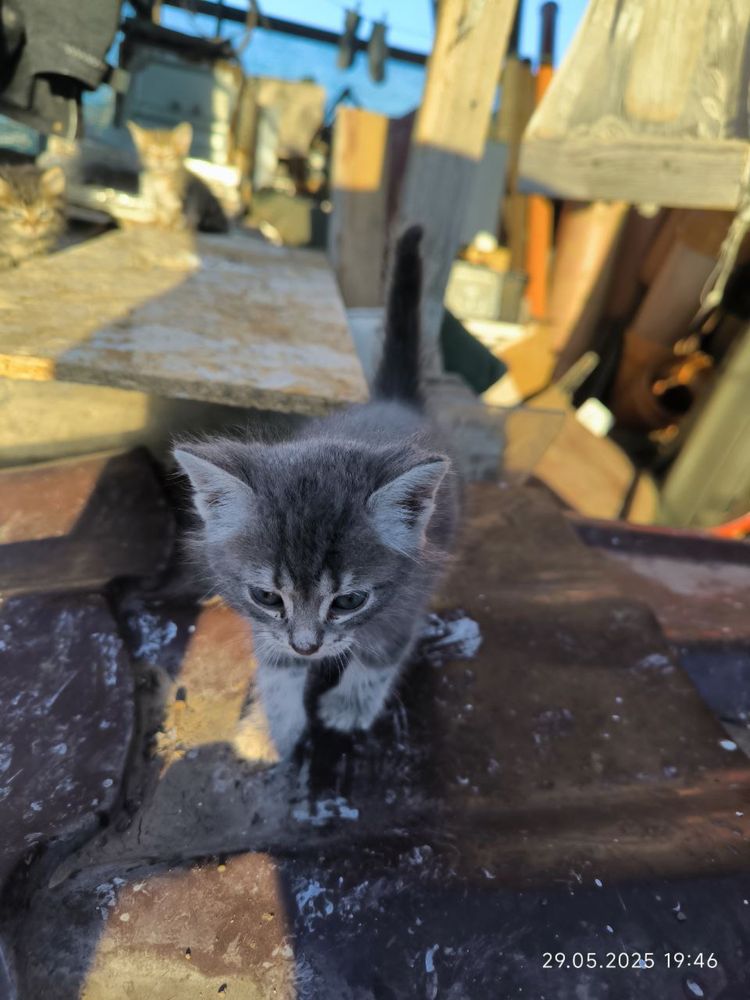 СРОЧНО! Котятам нужен дом! Остались без мамы.