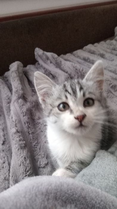 Маленький котик в добрі руки