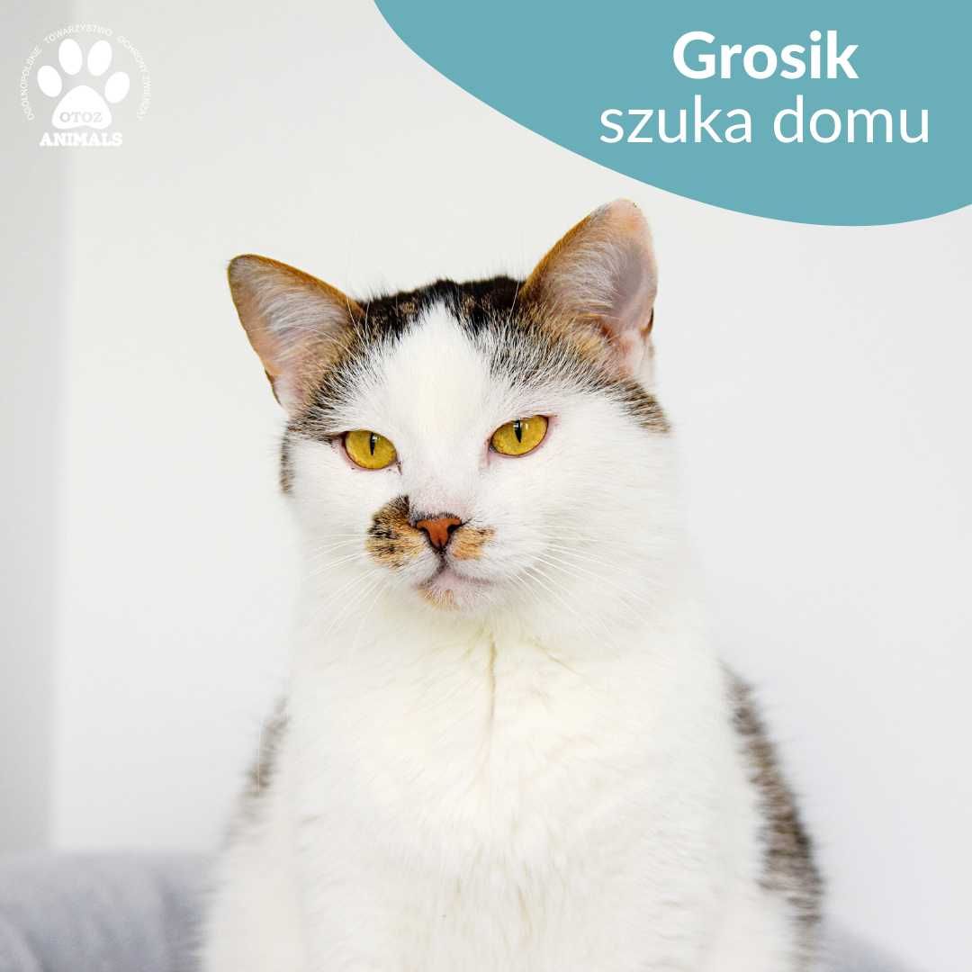 Cudowny kocurek do adopcji! Poznajcie Grosika!