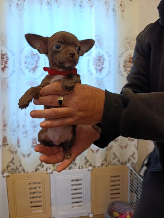 Готовятся к продаже щенки породы чихуахуа