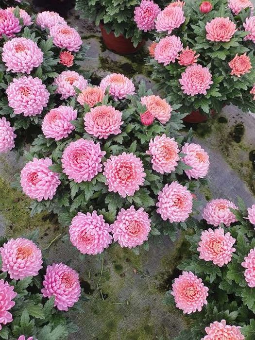 Chryzantemy mazowieckie