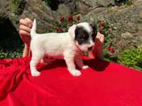 Parson Russell Terrier piesek