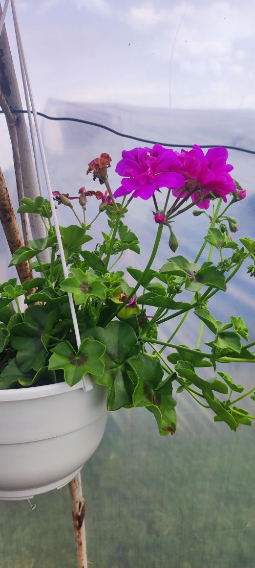 Pelargonie kwiaty balkonowe supertunie