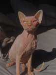 Sphynx macho com 1 olho azul e outro verde