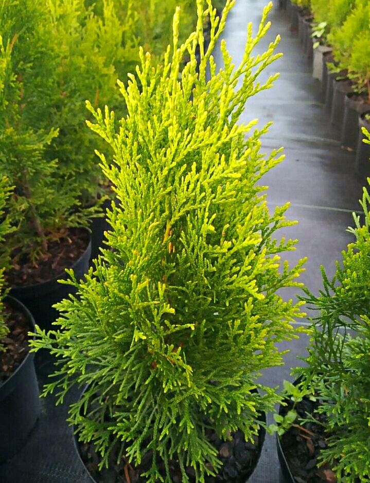 Thuja Szmaragd 5zł szt.