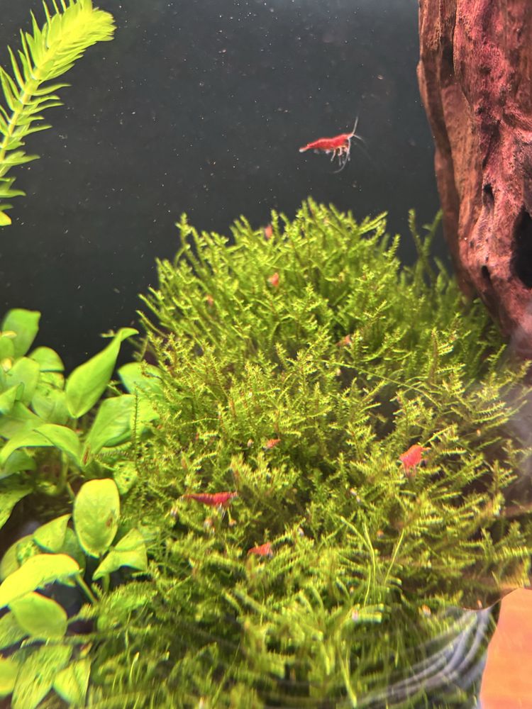 Krewetka neocaridina red cherry