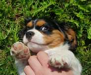 Cavalier King Charles spaniel szczeniak ekstra klasa