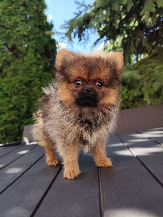 Szpic miniaturowy pomeranian suczka FCI ZKwP
