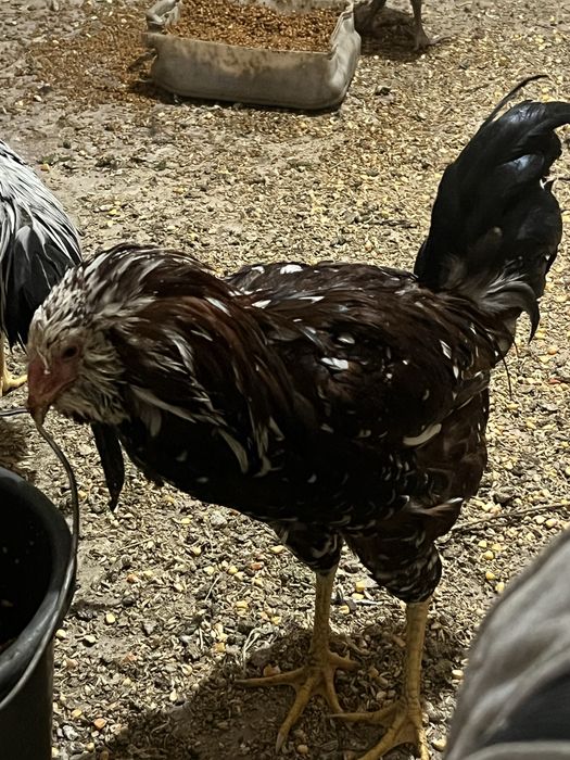 Петухи орловские ситцевые