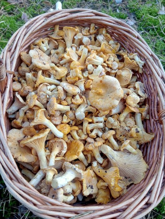Grzyby Kurki 40 zł wysyłka