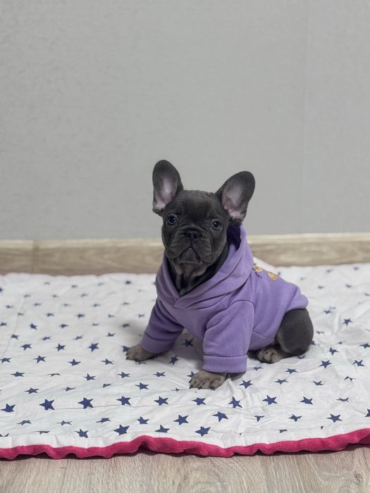 Шикарні блакитні цуцента французький бульдог