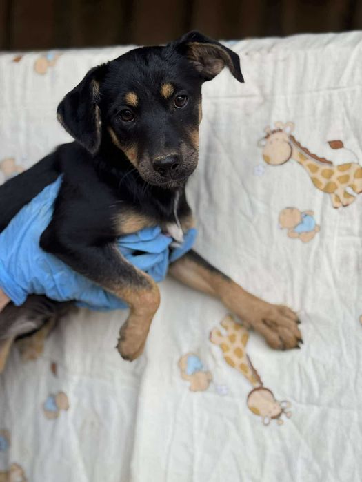 Cudowny szczeniak do adopcji, Dziewczynka