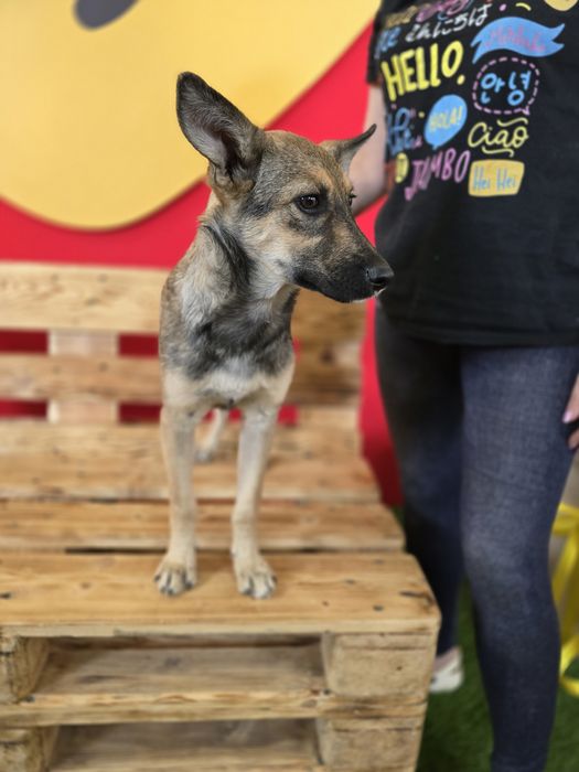 Собачка в добрі ручки!