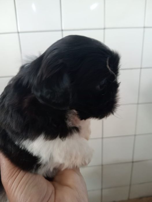 Shih tzu shihtzu fêmea