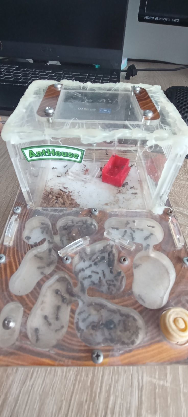 Camponotus largiceps