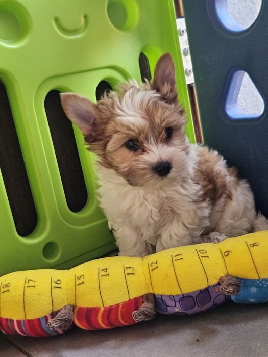 Yorkshire terrier piesek white ocenic