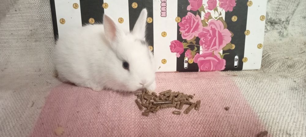 Entrega de coelhos anões em Coimbra