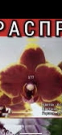 Орхідея Азія/орхидея/фаленопсис