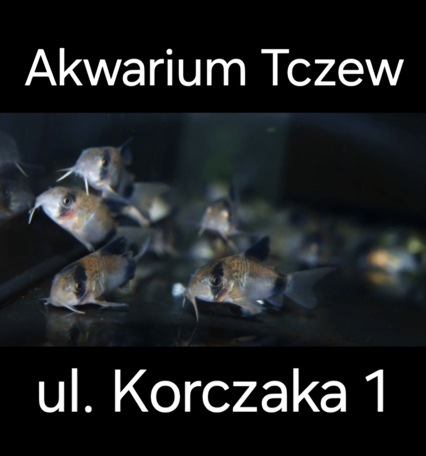 Kirys panda Ul Korczaka 1 Akwarium Tczew