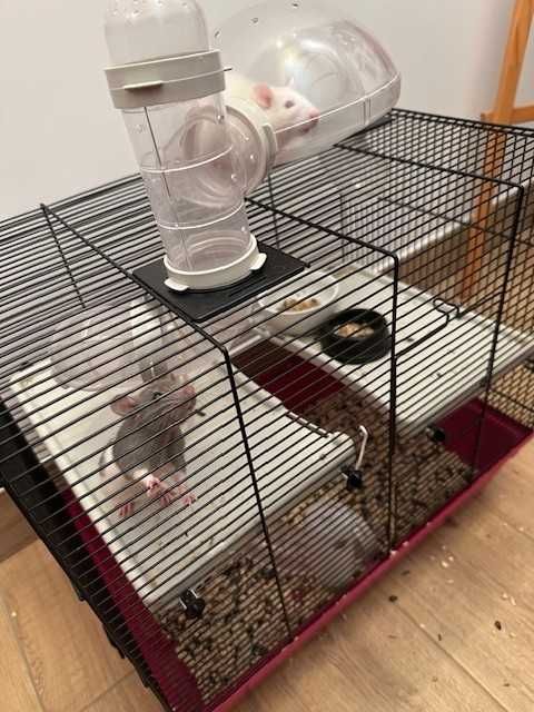 Sprzedam dwa szczury