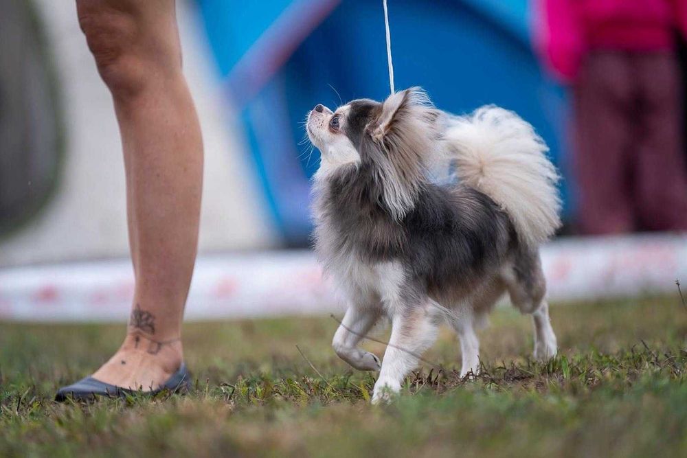 Maleńki długowłosy chihuahua NUGAT Crazy Passion FCI