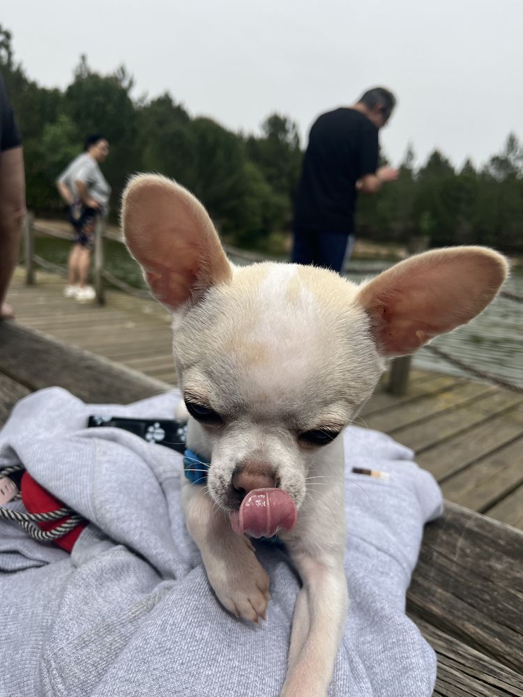 chihuahua macho procura namorada