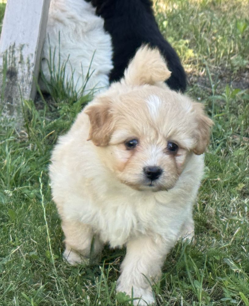 Pomapoo hybryda pudel miniaturowy pomeranian nie maltipoo