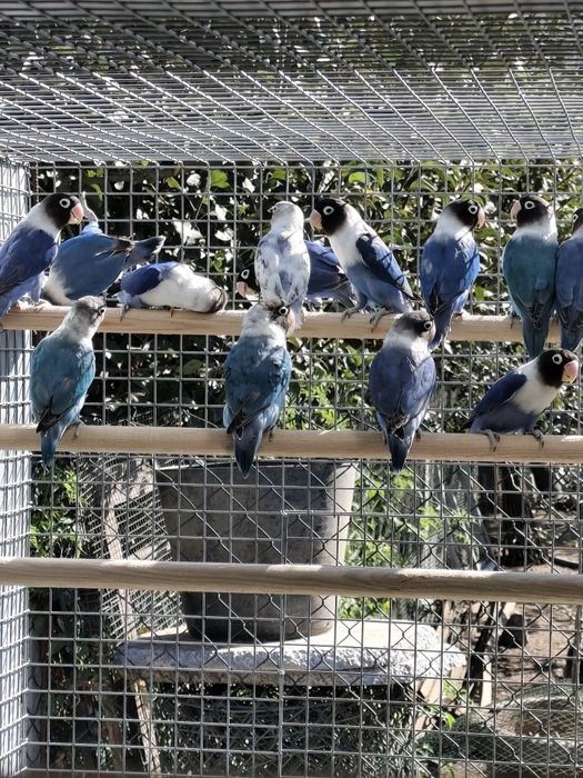 Agapornis Persunatus 2025