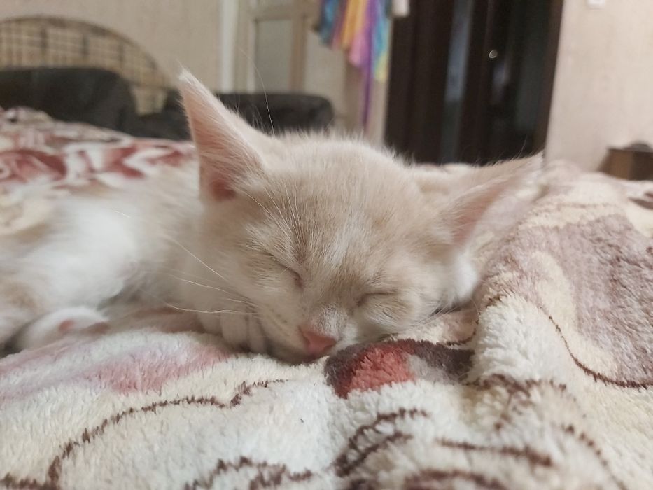 Кошеня хлопчик безкоштовно