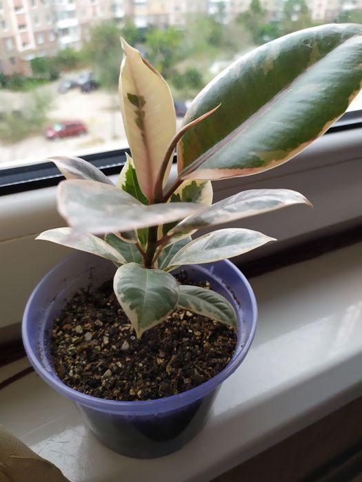 Фикус каучуконосный, бейлиз, бенджамина, рафидофора, сингониум