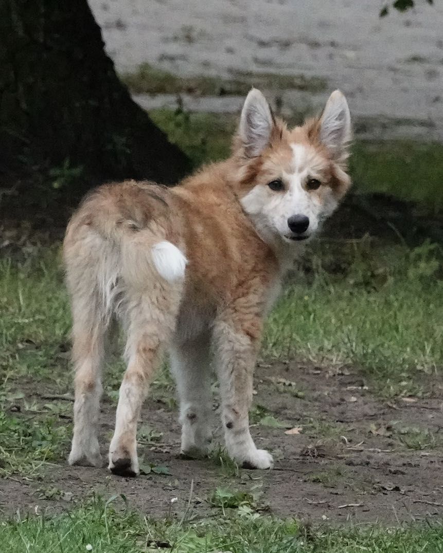 Border Collie pies, szczeniak 16 tyg, red merle
