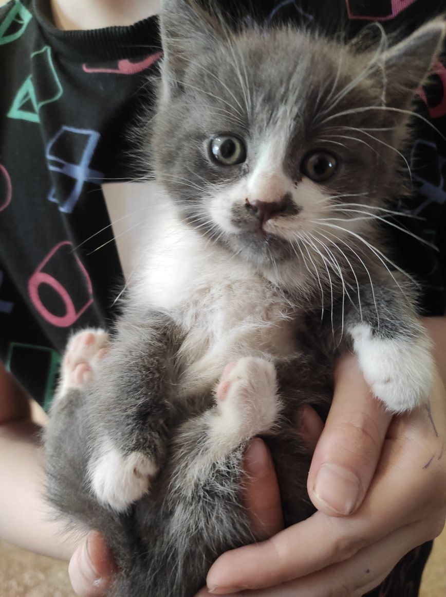 Подарую кошенят, котята, кошенята