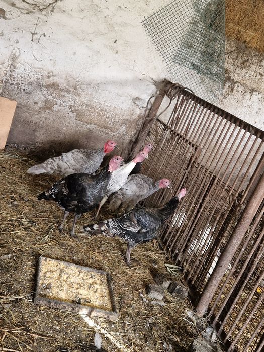 Indory 2025 zamiana sprzedaż