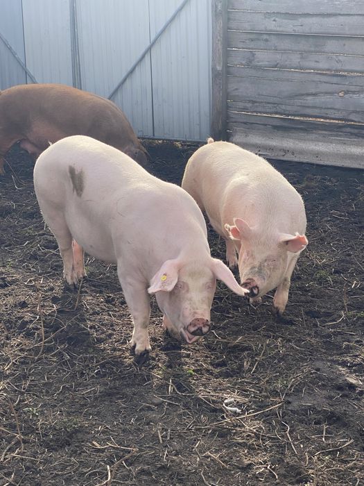 Поросята( 3 породний гібрид) з під ф1 . Та первістки Ф1