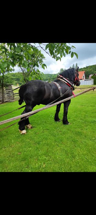 Sprzedam wałacha zimnokrwistego