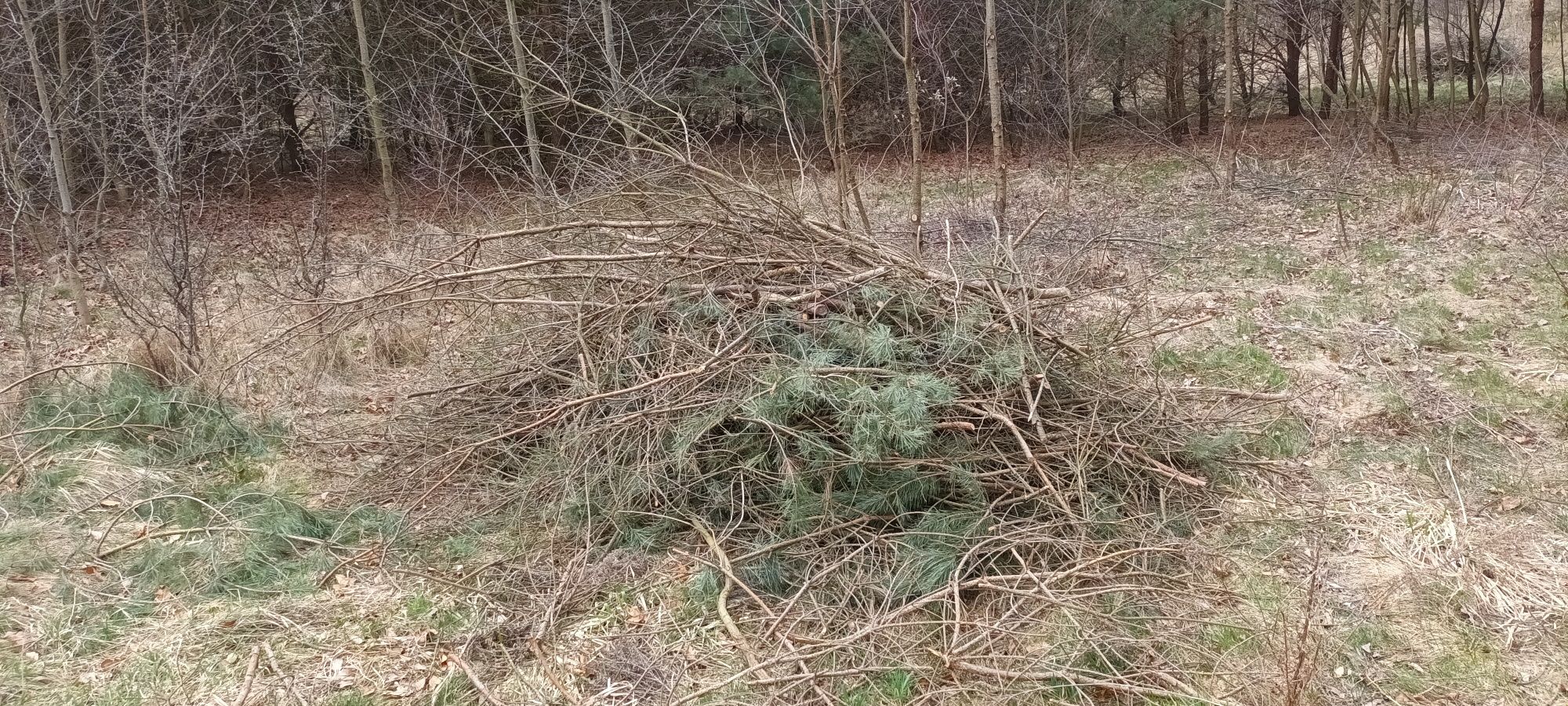 Oddam DUŻO gałęzi na zrębkę