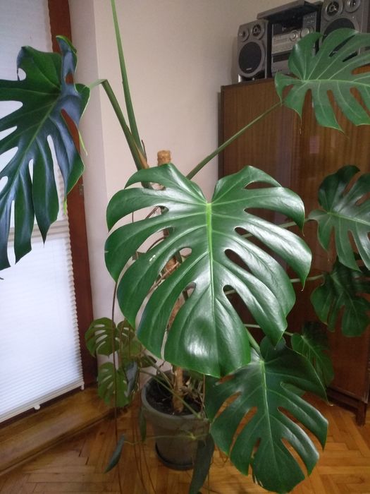 Duża monstera dziurawa w donicy