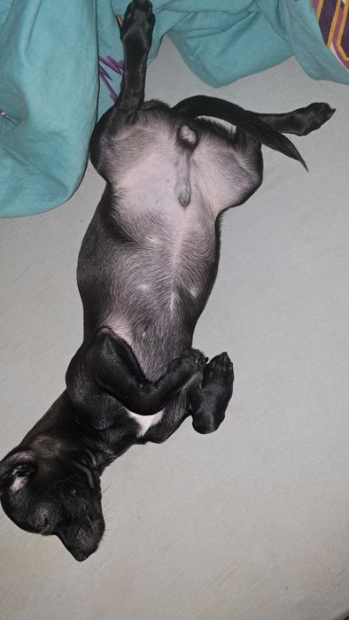 Продам чихуахуа мальчишку