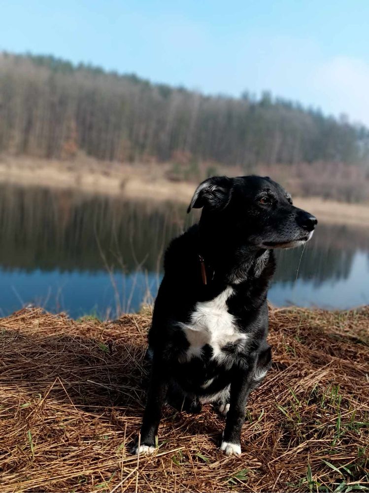 6- letni Piesek szuka domku