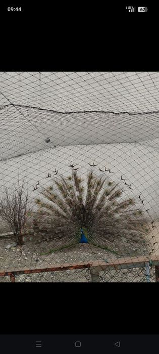 Pawie dwie samice i samiec