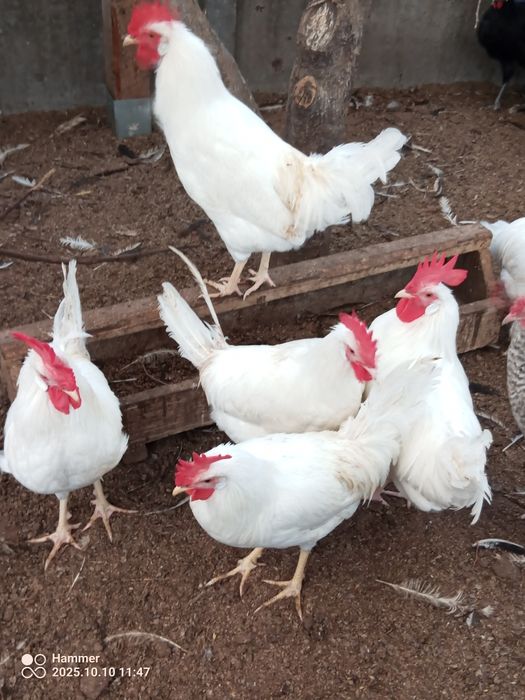 Koguty leghorn, legbar cream, wyandotte srebrnołuskowanej, zielononóż