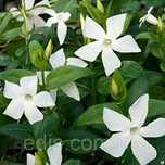 Барвинок большой ‘Alba’. Vinca major ‘Alba’