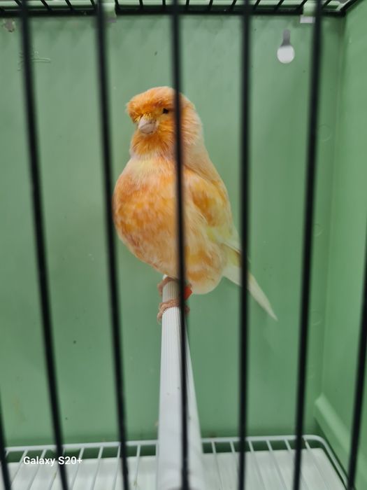 Canários Norwich Machos